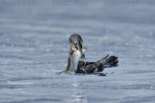 Cormorant (Phalacrocorax carbo) with preyed fish, Netherlands