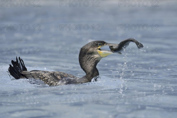 Cormorant (Phalacrocorax carbo) with preyed fish, Netherlands
