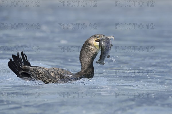 Cormorant (Phalacrocorax carbo) with preyed fish, Netherlands