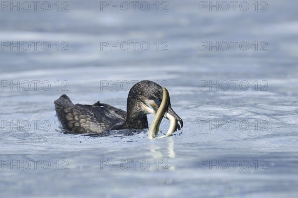 Cormorant (Phalacrocorax carbo) with captured eel (Anguilla anguilla), Netherlands