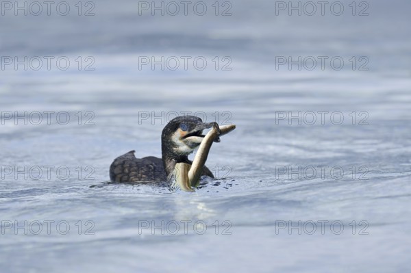 Cormorant (Phalacrocorax carbo) with captured eel (Anguilla anguilla), Netherlands