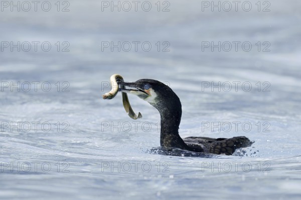 Cormorant (Phalacrocorax carbo) with captured eel (Anguilla anguilla), Netherlands