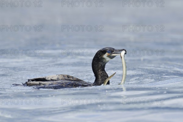 Cormorant (Phalacrocorax carbo) with captured eel (Anguilla anguilla), Netherlands
