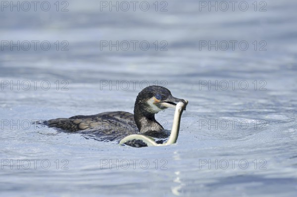 Cormorant (Phalacrocorax carbo) with captured eel (Anguilla anguilla), Netherlands