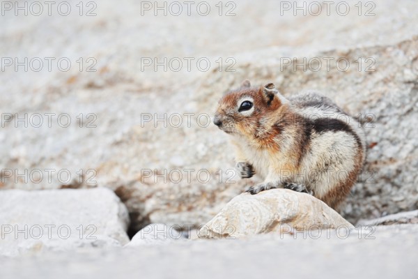 Golden mantle gopher (Callospermophilus lateralis, Spermophilus lateralis), Jasper National Park, Alberta, Canada