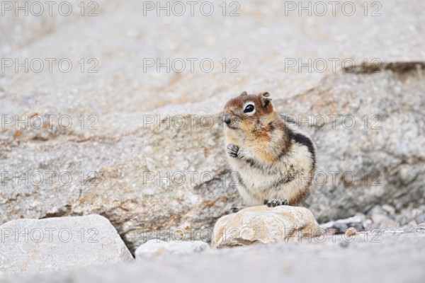 Golden mantle gopher (Callospermophilus lateralis, Spermophilus lateralis), Jasper National Park, Alberta, Canada