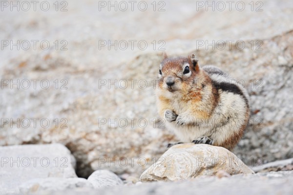 Golden mantle gopher (Callospermophilus lateralis, Spermophilus lateralis), Jasper National Park, Alberta, Canada