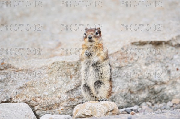 Golden mantle gopher (Callospermophilus lateralis, Spermophilus lateralis) standing upright on a rock, Jasper National Park, Alberta, Canada