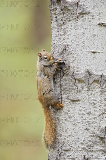 American red squirrel (Tamiasciurus hudsonicus) on a tree trunk, Jasper National Park, Alberta, Canada