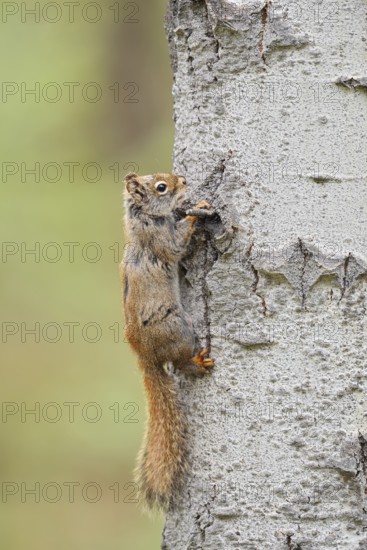 American red squirrel (Tamiasciurus hudsonicus) on a tree trunk, Jasper National Park, Alberta, Canada