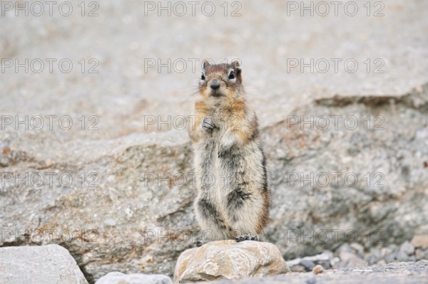 Golden mantle gopher (Callospermophilus lateralis, Spermophilus lateralis) standing upright on a rock, Jasper National Park, Alberta, Canada