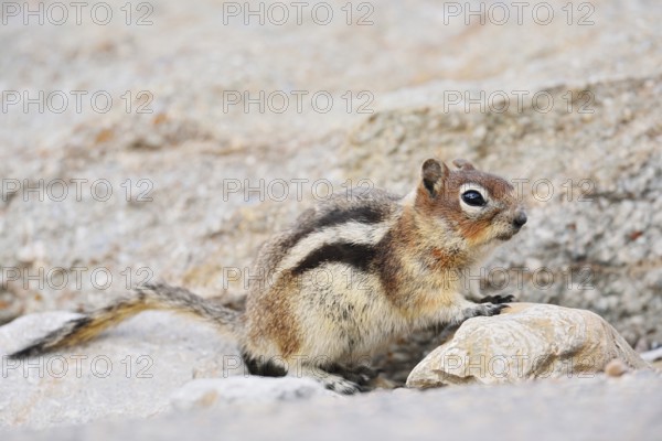 Golden mantle gopher (Callospermophilus lateralis, Spermophilus lateralis), Jasper National Park, Alberta, Canada