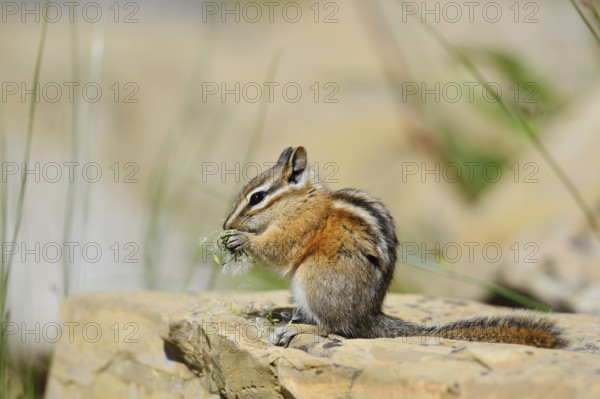 Least chipmunk (Tamias minimus) sitting on a rock eating, Waterton Lakes National Park, Alberta, Canada