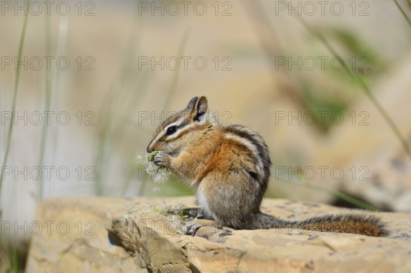 Least chipmunk (Tamias minimus) sitting on a rock eating, Waterton Lakes National Park, Alberta, Canada