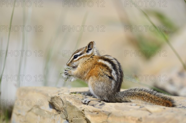 Least chipmunk (Tamias minimus) sitting on a rock eating, Waterton Lakes National Park, Alberta, Canada