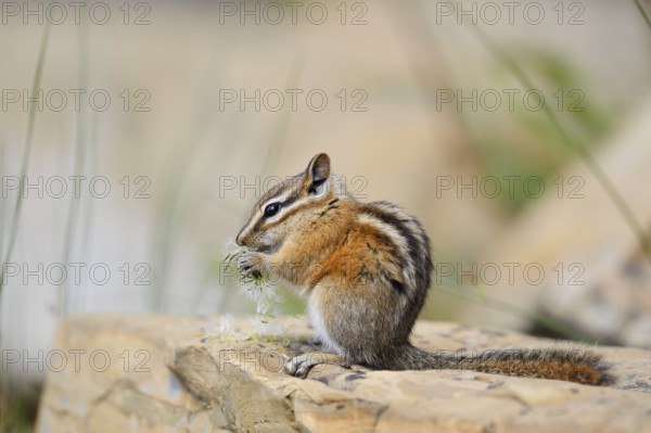 Least chipmunk (Tamias minimus) sitting on a rock eating, Waterton Lakes National Park, Alberta, Canada