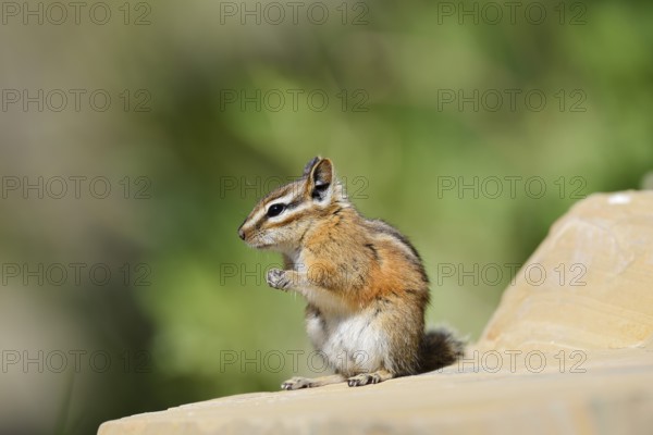 Least chipmunk (Tamias minimus) sitting on a rock, Waterton Lakes National Park, Alberta, Canada