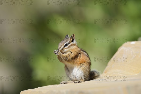 Least chipmunk (Tamias minimus) sitting on a rock eating, Waterton Lakes National Park, Alberta, Canada