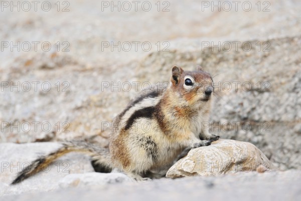 Golden mantle gopher (Callospermophilus lateralis, Spermophilus lateralis), Jasper National Park, Alberta, Canada