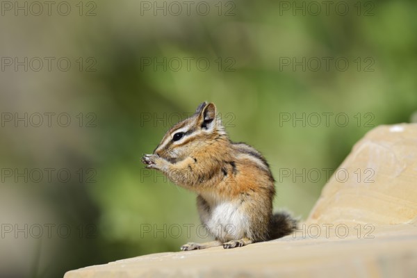 Least chipmunk (Tamias minimus) sitting on a rock eating, Waterton Lakes National Park, Alberta, Canada