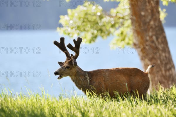 Mule deer or big-eared deer (Odocoileus hemionus), deer with velvet antlers, Waterton Lakes National Park, Alberta, Canada