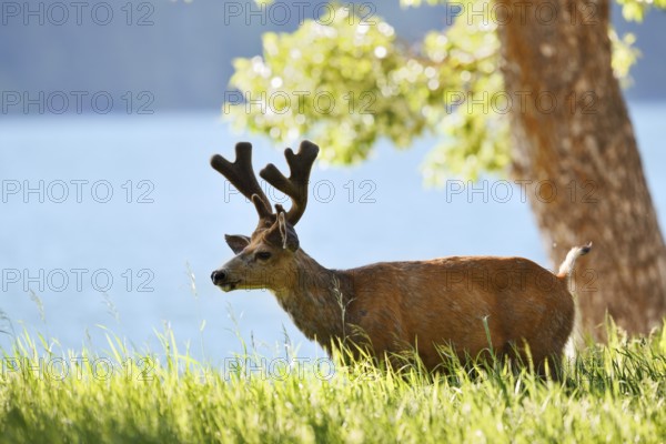 Mule deer or big-eared deer (Odocoileus hemionus), deer with velvet antlers, Waterton Lakes National Park, Alberta, Canada