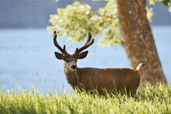 Mule deer or big-eared deer (Odocoileus hemionus), deer with velvet antlers, Waterton Lakes National Park, Alberta, Canada