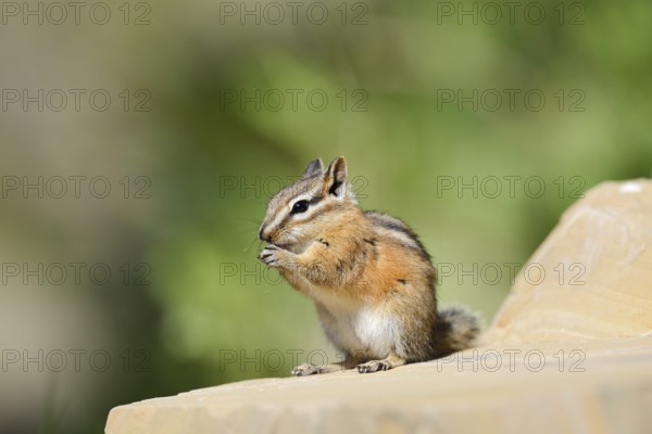 Least chipmunk (Tamias minimus) sitting on a rock eating, Waterton Lakes National Park, Alberta, Canada