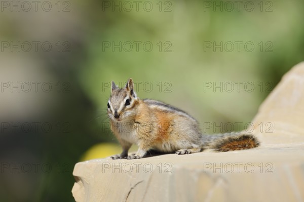 Least chipmunk (Tamias minimus) sitting on a rock, Waterton Lakes National Park, Alberta, Canada