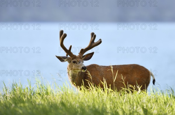 Mule deer or big-eared deer (Odocoileus hemionus), deer with velvet antlers, Waterton Lakes National Park, Alberta, Canada