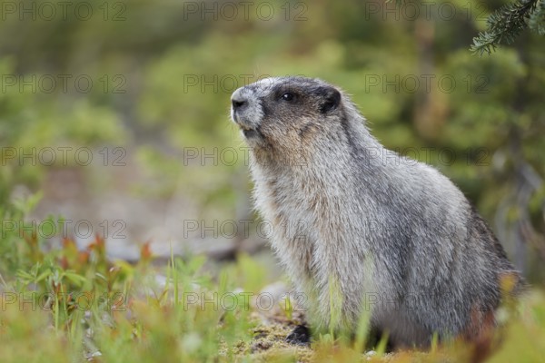 Hoary marmot (Marmota caligata), Mount Revelstoke National Park, British Columbia, Canada