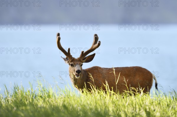 Mule deer or big-eared deer (Odocoileus hemionus), deer with velvet antlers, Waterton Lakes National Park, Alberta, Canada