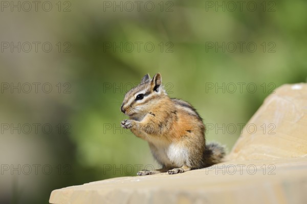 Least chipmunk (Tamias minimus) sitting on a rock eating, Waterton Lakes National Park, Alberta, Canada