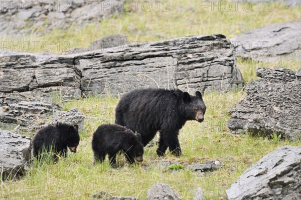 American Black Bear (Ursus americanus), female with cubs, Jasper National Park, Alberta, Canada