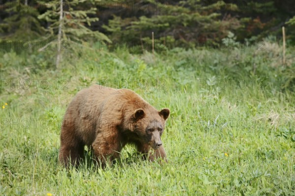 American Black Bear (Ursus americanus), cinnamon-coloured morph, Waterton Lakes National Park, Alberta, Canada