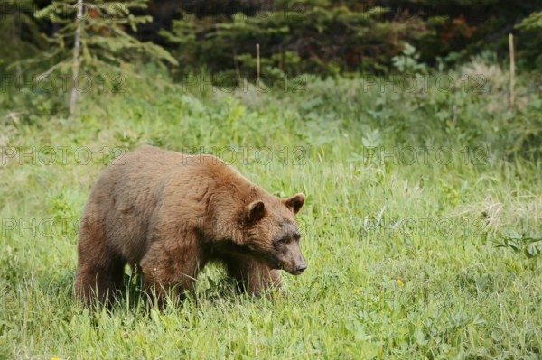 American Black Bear (Ursus americanus), cinnamon-coloured morph, Waterton Lakes National Park, Alberta, Canada