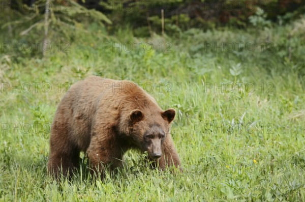 American Black Bear (Ursus americanus), cinnamon-coloured morph, Waterton Lakes National Park, Alberta, Canada