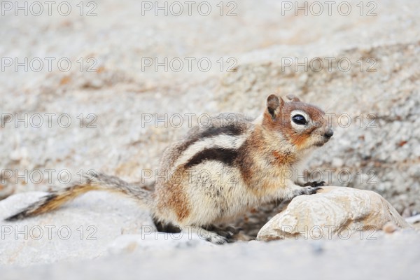 Golden mantle gopher (Callospermophilus lateralis, Spermophilus lateralis), Jasper National Park, Alberta, Canada