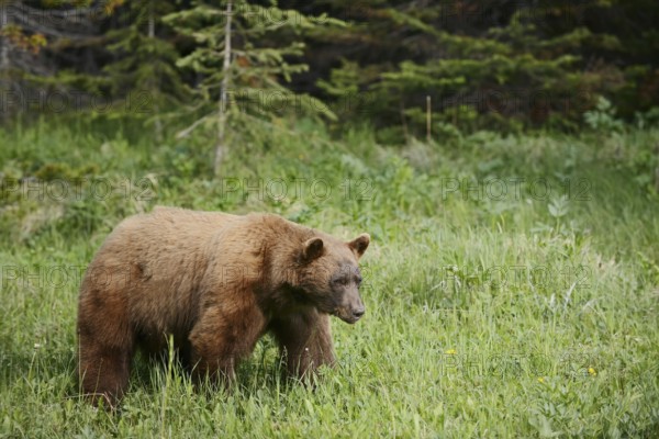 American Black Bear (Ursus americanus), cinnamon-coloured morph, Waterton Lakes National Park, Alberta, Canada