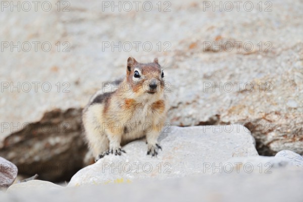Golden mantle gopher (Callospermophilus lateralis, Spermophilus lateralis), Jasper National Park, Alberta, Canada