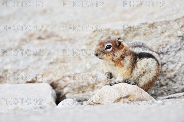 Golden mantle gopher (Callospermophilus lateralis, Spermophilus lateralis), Jasper National Park, Alberta, Canada