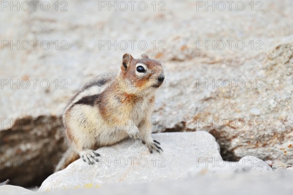 Golden mantle gopher (Callospermophilus lateralis, Spermophilus lateralis), Jasper National Park, Alberta, Canada