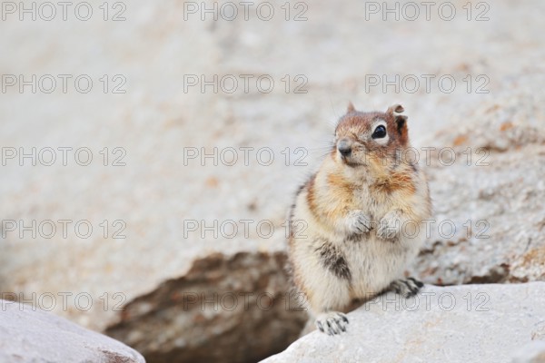 Golden mantle gopher (Callospermophilus lateralis, Spermophilus lateralis), Jasper National Park, Alberta, Canada