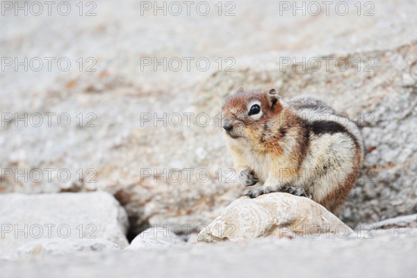 Golden mantle gopher (Callospermophilus lateralis, Spermophilus lateralis), Jasper National Park, Alberta, Canada