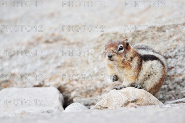 Golden mantle gopher (Callospermophilus lateralis, Spermophilus lateralis), Jasper National Park, Alberta, Canada