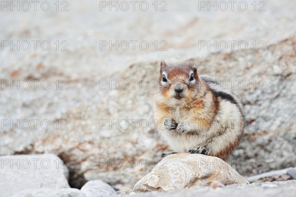 Golden mantle gopher (Callospermophilus lateralis, Spermophilus lateralis), Jasper National Park, Alberta, Canada