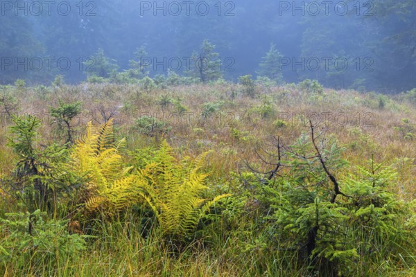 Worm fern (Dryopteris filix-mas) and small pines (Pinus) in a raised bog, Leptosporangiate ferns (Polypodiopsida), autumn, Furkajoch, Vorarlberg, Austria