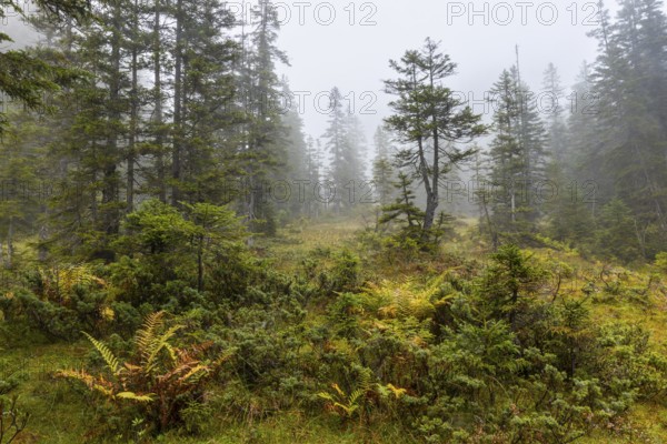 Pines (Pinus) in high moorland, pine family (Pinaceae), worm fern (Dryopteris filix-mas), autumn, Furkajoch, Vorarlberg, Austria