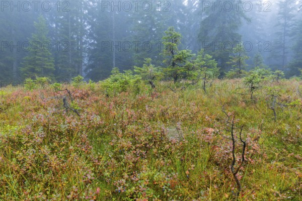 Bilberry (Vaccinium uliginosum) in high moorland, heather family (Ericaceae), small pines (Pinus), pine family (Pinaceae), autumn, Furkajoch, Vorarlberg, Austria