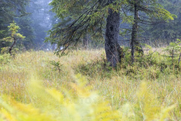 Pine (Pinus) in high moorland, Pine family (Pinaceae), Furkajoch, Vorarlberg, Austria